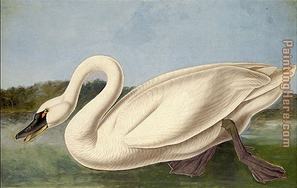 Common American Swan painting - John James Audubon Common American Swan art painting Common American Swan painting - John James Audubon Common American Swan art painting
